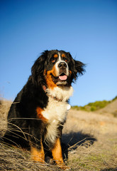 Bernese Mountain Dog sitting in field with blue sky