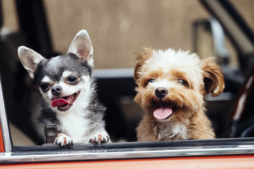 Two dogs are out facing with a smile from the window of the car