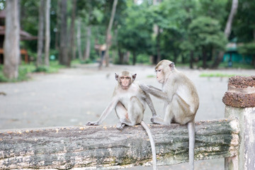 Long-tailed macaque