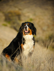 Bernese Mountain Dog outdoor portrait sitting in field