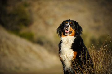 Bernese Mountain Dog outdoor portrait in field
