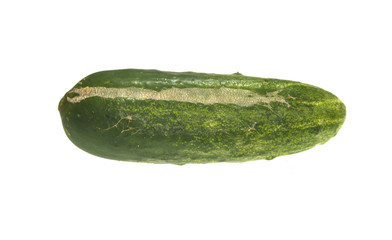 cucumber isolated on white background