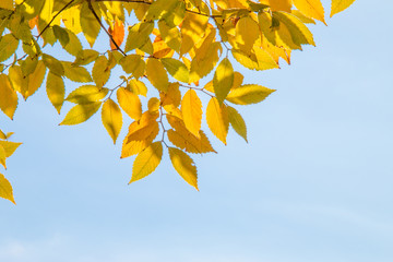 Fototapeta na wymiar Fall leaves on a crisp autumn day.