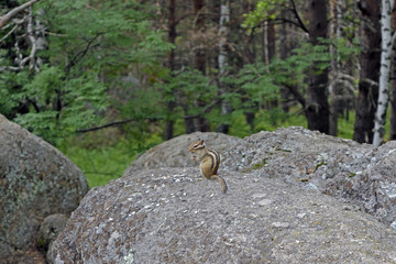 The chipmunk sits on a rock in the forest. Present, not staged photo.