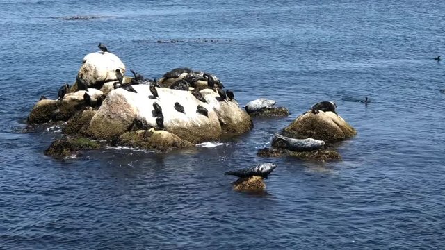 4K HD Video of several seals hauled out on rocks in shallow water with double crested cormorants. Harbor seals are solitary, but are gregarious when hauled out and during the breeding season.