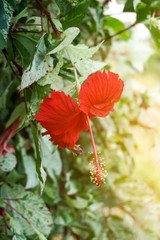 Red Hibiscus syriacus flower in nature garden