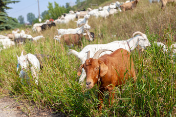 Targeted Grazing Using Goats for Control Weeds