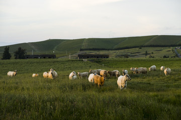 Obraz premium Approaching Cows 2