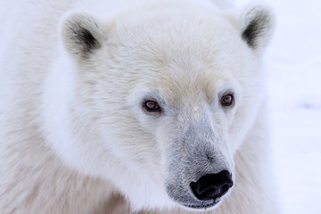 Obraz na płótnie Canvas Close up of Polar Bear face looking into camera