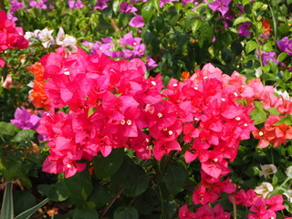 Fototapeta premium Pink bougainvillea plant in the park.