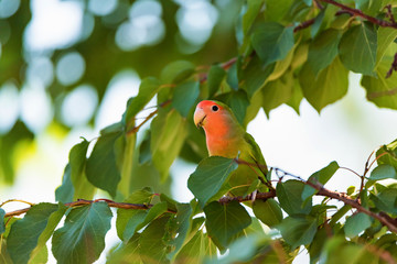 Rosy-faced lovebird perches on branch close up