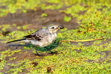 Juvenile white wagtail or Motacilla alba eats botfly