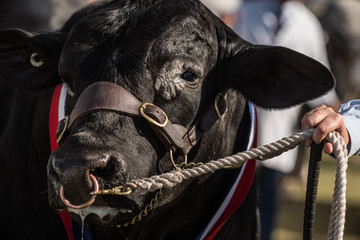 cows in the show ring