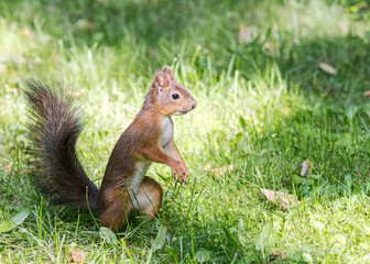 Naklejka na ściany i meble wild park squirrel standing in green grass and searching for food