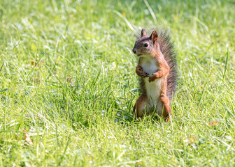 funny young red squirrel searching for food in park 