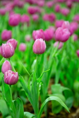 Spring floral of Tulip flowers in meadow.