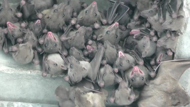 Fruit bats find shelter in the rubble