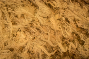 sheeps wool