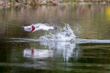 Barramundi jumps into the air when it is hooked by a angler in the fishing tournament