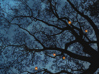 silhouette tree branches for Halloween background.