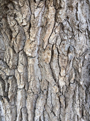 Bark of tree
