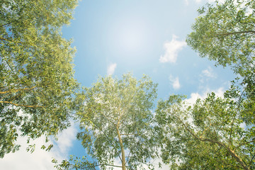 The eucalyptus  high into the sky . Photos in elevation c and sunny