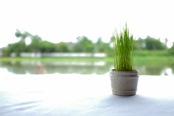 A potted plant in a clay pot on a white sheeted table with river background