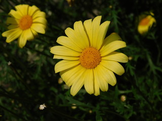 flower, garden, sunflower