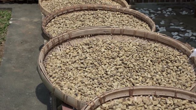 A row of the plates with raw beans of luwak coffee on the wooden table dries. Kopi luwak or civet coffee is one of the world's most expensive and low-production varieties of coffee