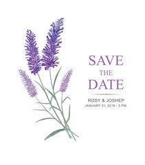 Lavender flowers watercolor elements. Collection of floral and leaves on a white background. Drawing watercolor design for save the date, invitation, wedding or greeting cards.