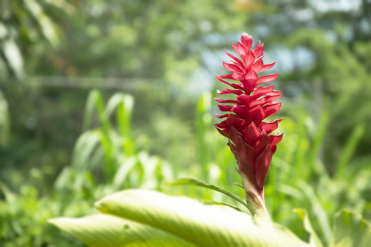 Tropical Patio Plants. Red Ginger. alpinia purpurata in Guatemala.