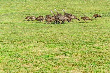 Wild Turkeys (Meleagris gallopavo)  © Sue Smith