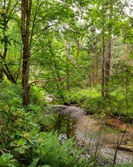 A trickling creek in a lush forest
