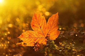 Autumn.Yellow autumn leaf in field grass in bright sunlight at dawn. Autumn golden natural plant background. Autumn season.Autumn time