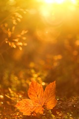 Autumn.Yellow autumn leaf in field grass in  sunlight at dawn. Autumn golden natural plant background. Autumn season.Autumn time