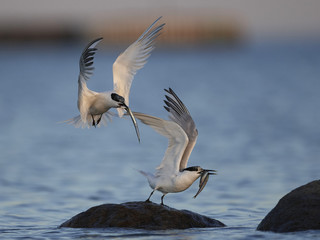 Sandwich tern (Thalasseus sandvicensis)