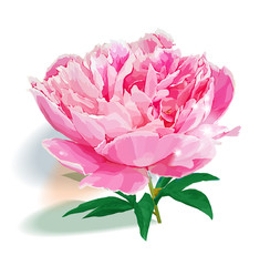 garden peony