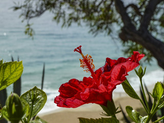 hibiscus flower at the beach