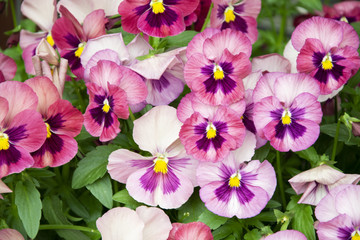 Pansy Flowers pink spring colors against a lush green background.