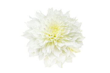 White chrysanthemum isolated on white background