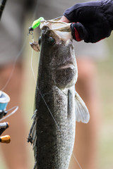 White sea bass in the fishing tournament