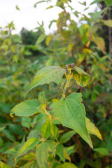 Green Bitter bush useful thai herbs