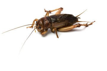 Big brown cricket insect isolate on white background
