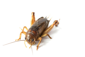 Big brown cricket insect isolate on white background
