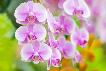Close-up of pink orchid phalaenopsis colorful background