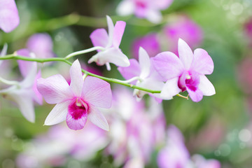 Fototapeta na wymiar Close-up of pink orchid flower