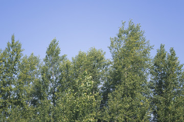 Russian birch tree against the sky in summer