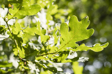 Detail of a green oak leaf.