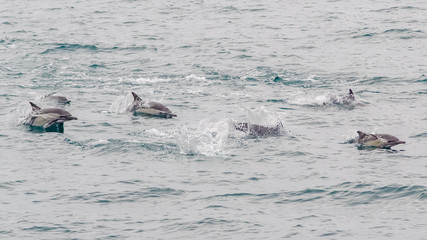 Fototapeta premium Dolphins in the ocean