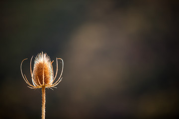 weeds garden distel